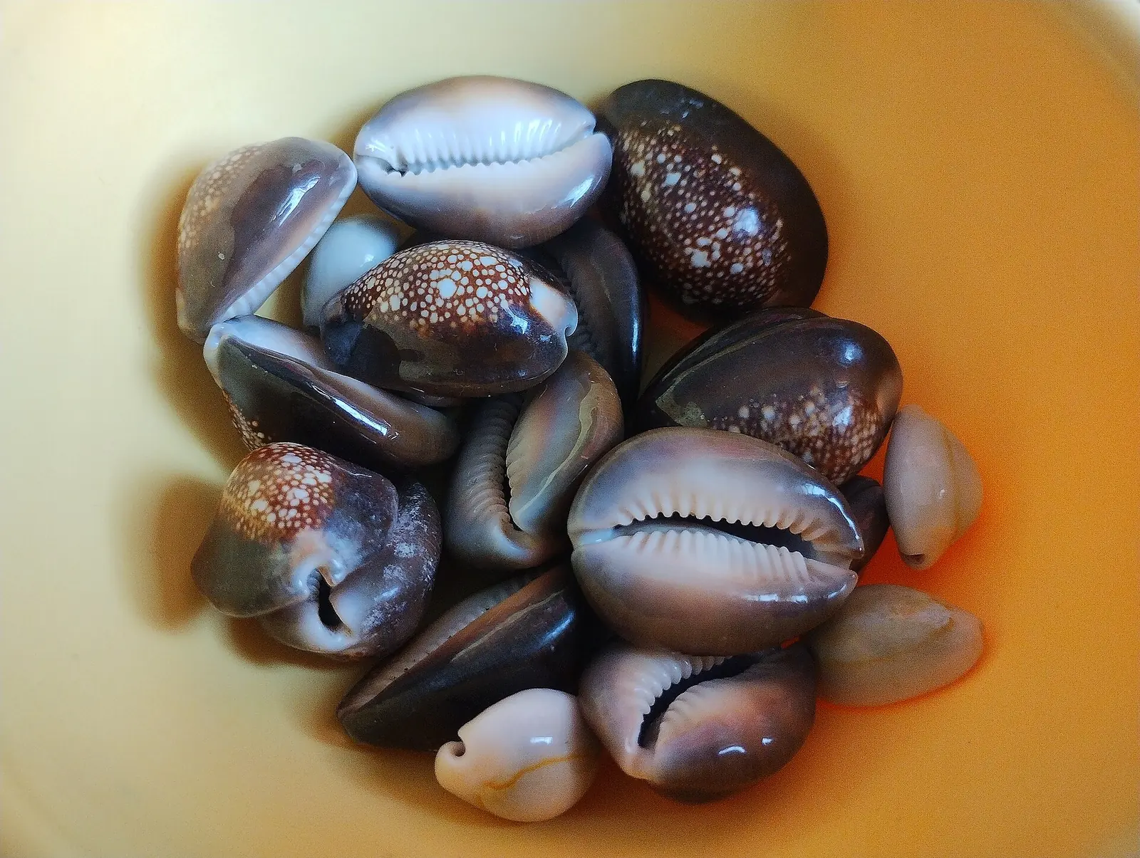 A bowl of cowrie shells