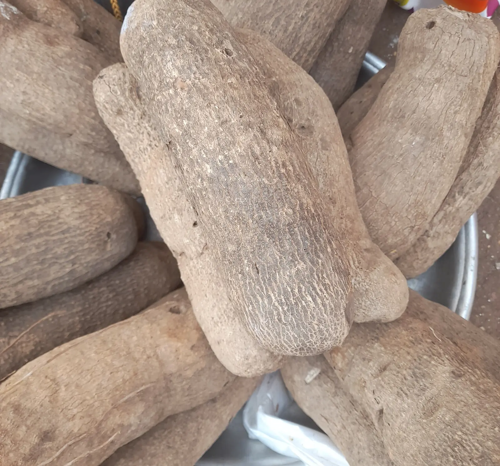 Freshly harvested yam tubers