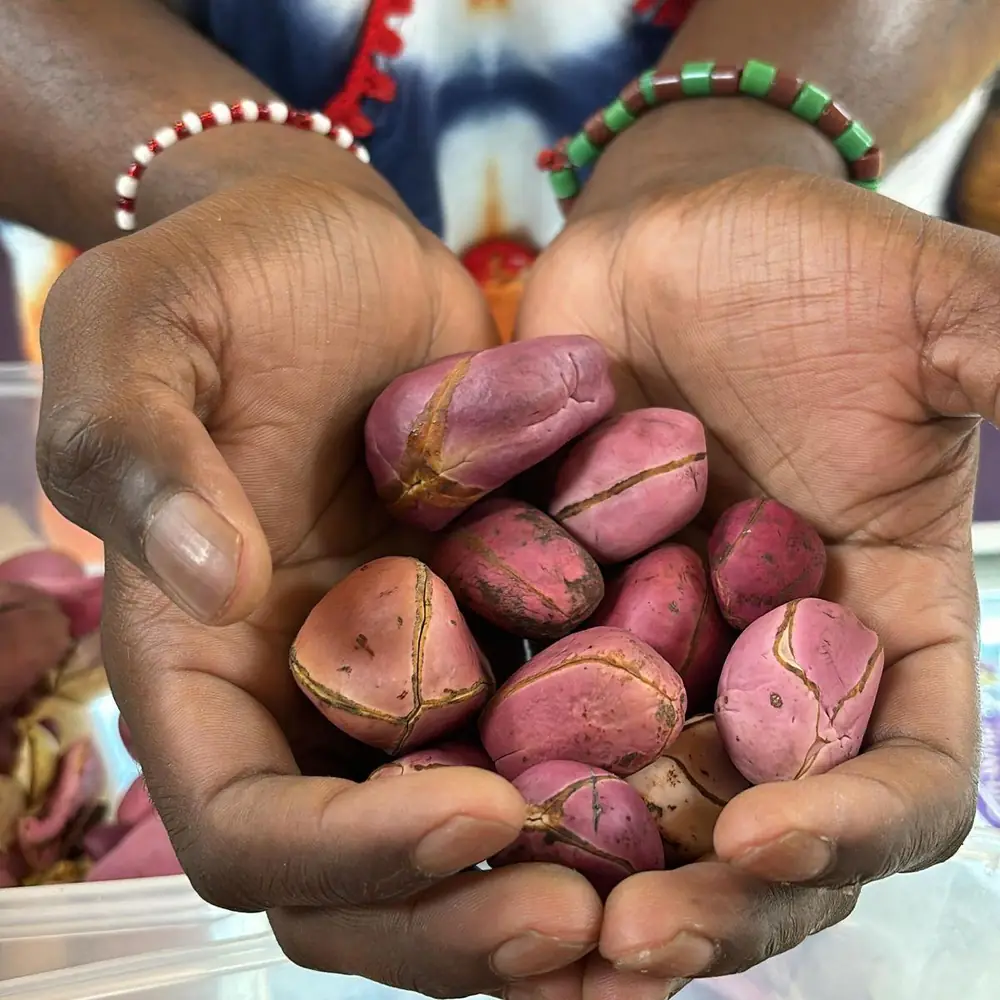 Cupped hands offering kola nuts, a symbol of Igbo hospitality